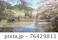 桜満開の春 76429811