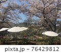 桜と和傘 76429812