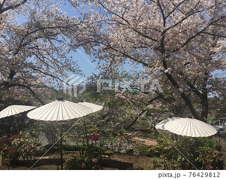 桜と和傘 桜と和傘 76429812