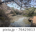 桜満開の春 76429813
