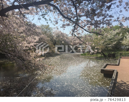 桜満開の春 桜満開の春 76429813
