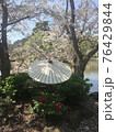 桜満開と和傘 76429844