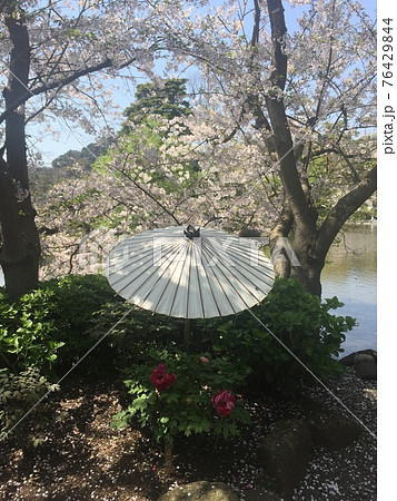 桜満開と和傘 桜満開と和傘 76429844