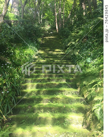 苔の段階 苔の段階 76429845