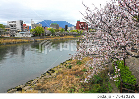 甲突川の河川敷から桜並木の空撮 甲突川の河川敷から桜並木の空撮 76430236