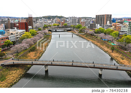 甲突川の上空から沿岸の桜並木の空撮 甲突川の上空から沿岸の桜並木の空撮 76430238