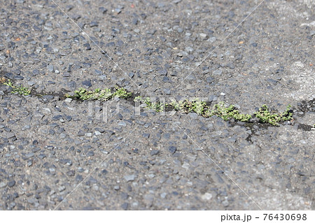 道路の割れ目から生えた雑草の様子 道路の割れ目から生えた雑草の様子 76430698