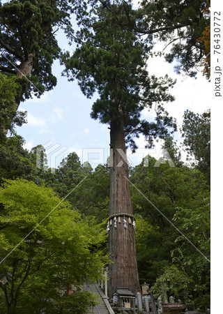 鞍馬山 由岐神社 御神木 大杉 鞍馬山 由岐神社 御神木 大杉 76430772