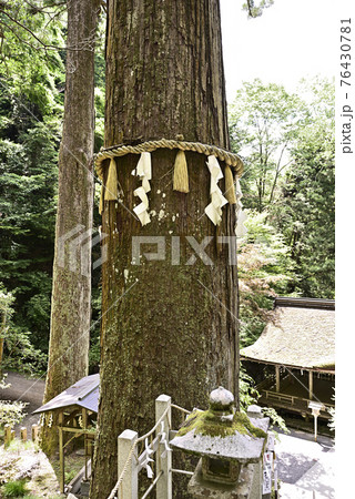 鞍馬山 由岐神社 御神木 大杉 鞍馬山 由岐神社 御神木 大杉 76430781
