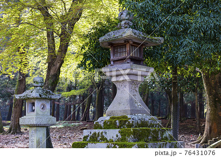 奈良公園の満開の桜と鹿 76431076