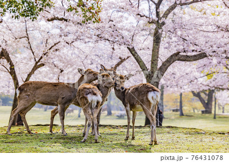 奈良公園の満開の桜と鹿 76431078
