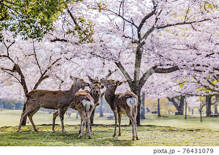 奈良公園の満開の桜と鹿 奈良公園の満開の桜と鹿 76431079