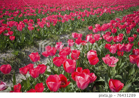 チューリップ畑(安来市伯太町) チューリップ畑(安来市伯太町) 76431289