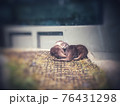 眠いカワウソ 76431298