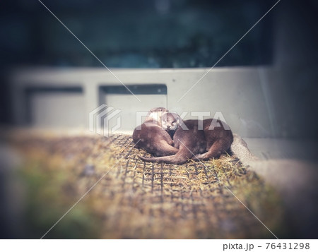 眠いカワウソ 眠いカワウソ 76431298
