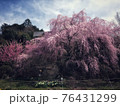 桜と空 76431299