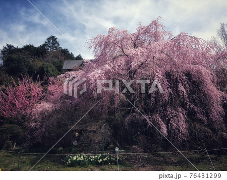 桜と空 桜と空 76431299