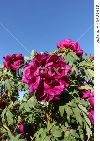 牡丹 ぼたん ボタン 牡丹 ぼたん ボタン 76431419