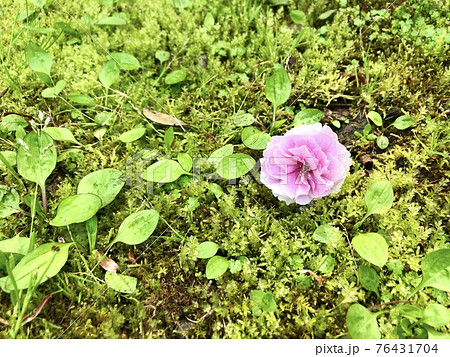苔の上に降りてきた牡丹桜 76431704