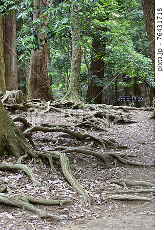 鞍馬寺 木の根道 鞍馬寺 木の根道 76431718