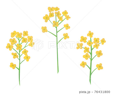 黄色い菜の花の手描きイラスト なのはな ナノハナ 黄色い菜の花の手描きイラスト なのはな ナノハナ 76431800