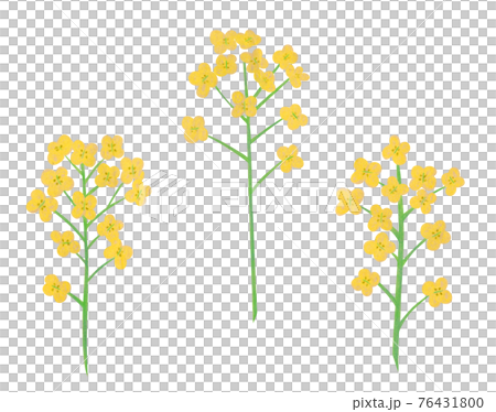黄色い菜の花の手描きイラスト なのはな ナノハナ 黄色い菜の花の手描きイラスト なのはな ナノハナ 76431800
