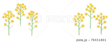 黄色い菜の花の手描きイラスト なのはな ナノハナ  76431801