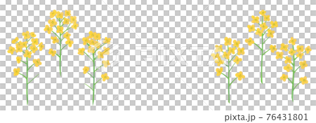 黃色油菜花手繪插畫 76431801