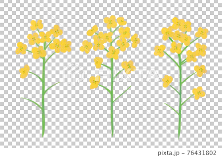 黄色い菜の花の手描きイラスト なのはな ナノハナ  76431802