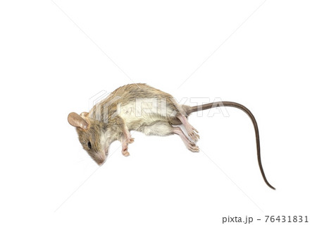 Dead rat (Mouse), Isolated on White Background.Rat are carriers of pathogens, 76431831