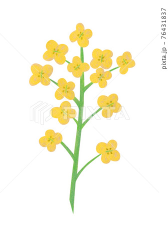黄色い菜の花の手描きイラスト なのはな ナノハナ のイラスト素材