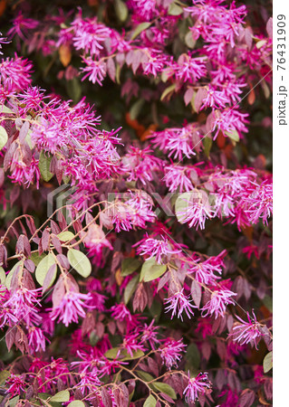 ベニバナトキワマンサク 76431909