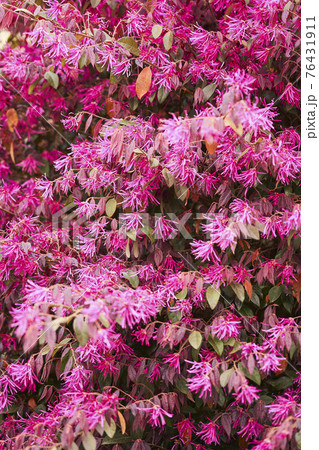 ベニトキワマンサク ベニトキワマンサク 76431911