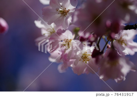 桜 思川桜(おもいがわざくら) 桜 思川桜(おもいがわざくら) 76431917