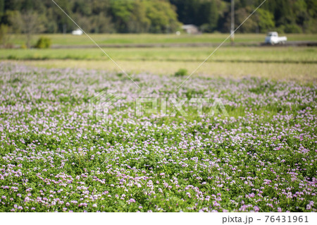 レンゲ草 レンゲ草 76431961