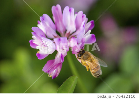 れんげ草と蜜蜂 れんげ草と蜜蜂 76432110