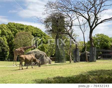 のどかな動物園 76432143