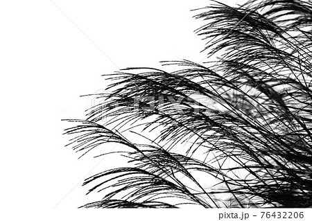 ススキ のイラスト素材