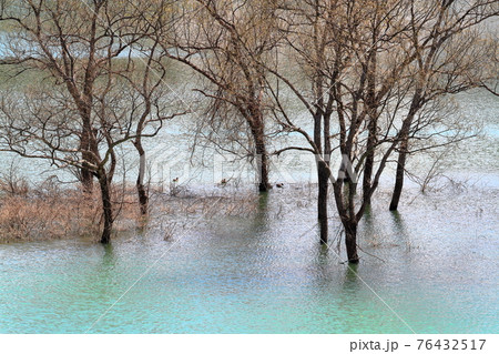 白川ダム湖岸公園　水没林 76432517