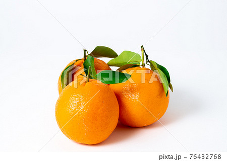 新鮮果物　ポンカン 76432768