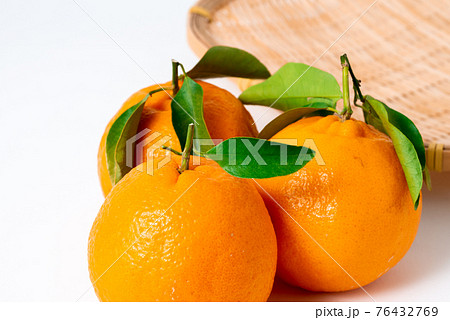 新鮮果物 ポンカン 新鮮果物 ポンカン 76432769