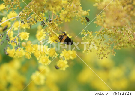 アワコガネギクの蜜を吸うオオハナアブ 76432828