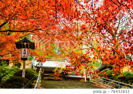 神奈川県南足柄市 大雄山最乗寺　瑠璃門と紅葉 76432832
