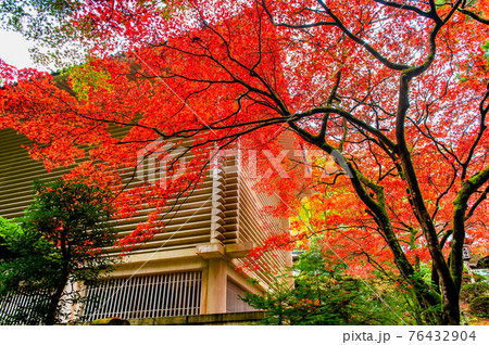 神奈川県南足柄市 大雄山最乗寺 宝物殿と紅葉 神奈川県南足柄市 大雄山最乗寺 宝物殿と紅葉 76432904