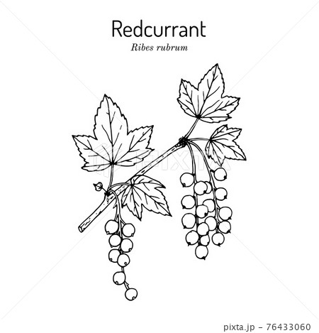 Red currant Ribes rubrum . Hand drawn botanical vector illustration 76433060