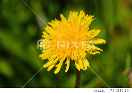 Beautiful yellow blooming dandelion in the field. Beautiful yellow blooming dandelion in the field. 76433110