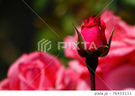 View of the beautiful blooming rosebuds in the garden. View of the beautiful blooming rosebuds in the garden. 76433111