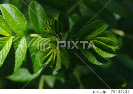 Green branch of wild rose in the spring in the garden. 76433182