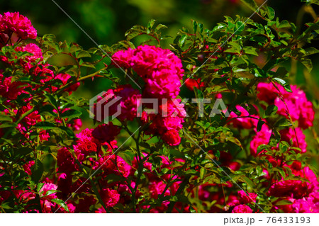 View of a beautiful red rose blooming in the garden. 76433193