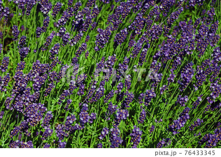 Blooming field of fragrant lavender in summer. Used in medicine and perfumery. Blooming field of fragrant lavender in summer. Used in medicine and perfumery. 76433345